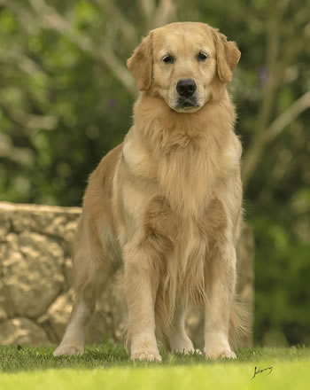 Golden Retriever Andy