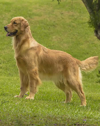 Filhote de Golden Retriever - Canil Golden Premier - Anita