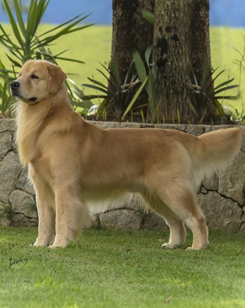 Filhote de Golden Retriever - Canil Golden Premier - Try